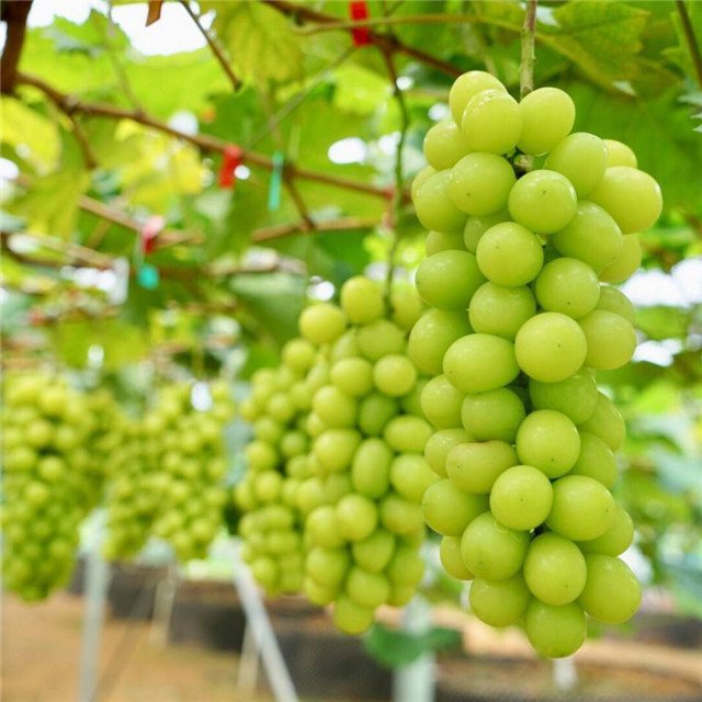 生鮮食材配送